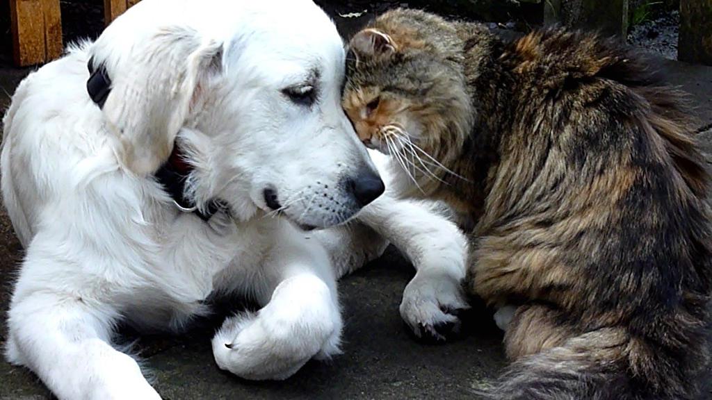 golden-retrievers-and-cats