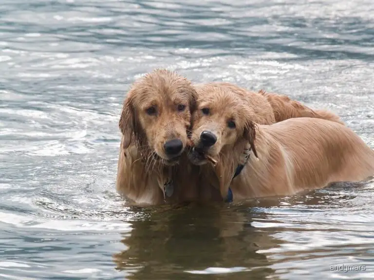 When Can Golden Retrievers Swim?