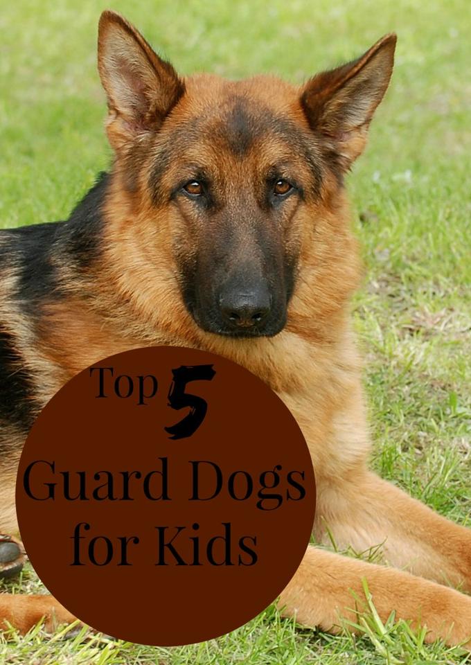 guard-dogs