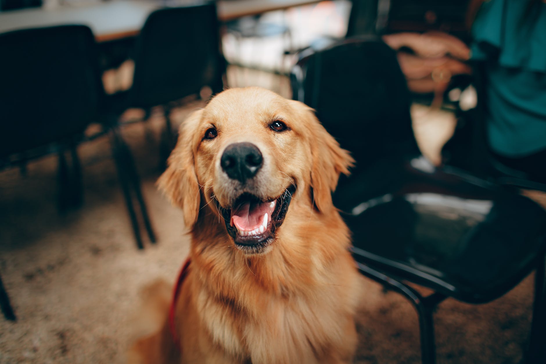 Golden Retriever watching tv