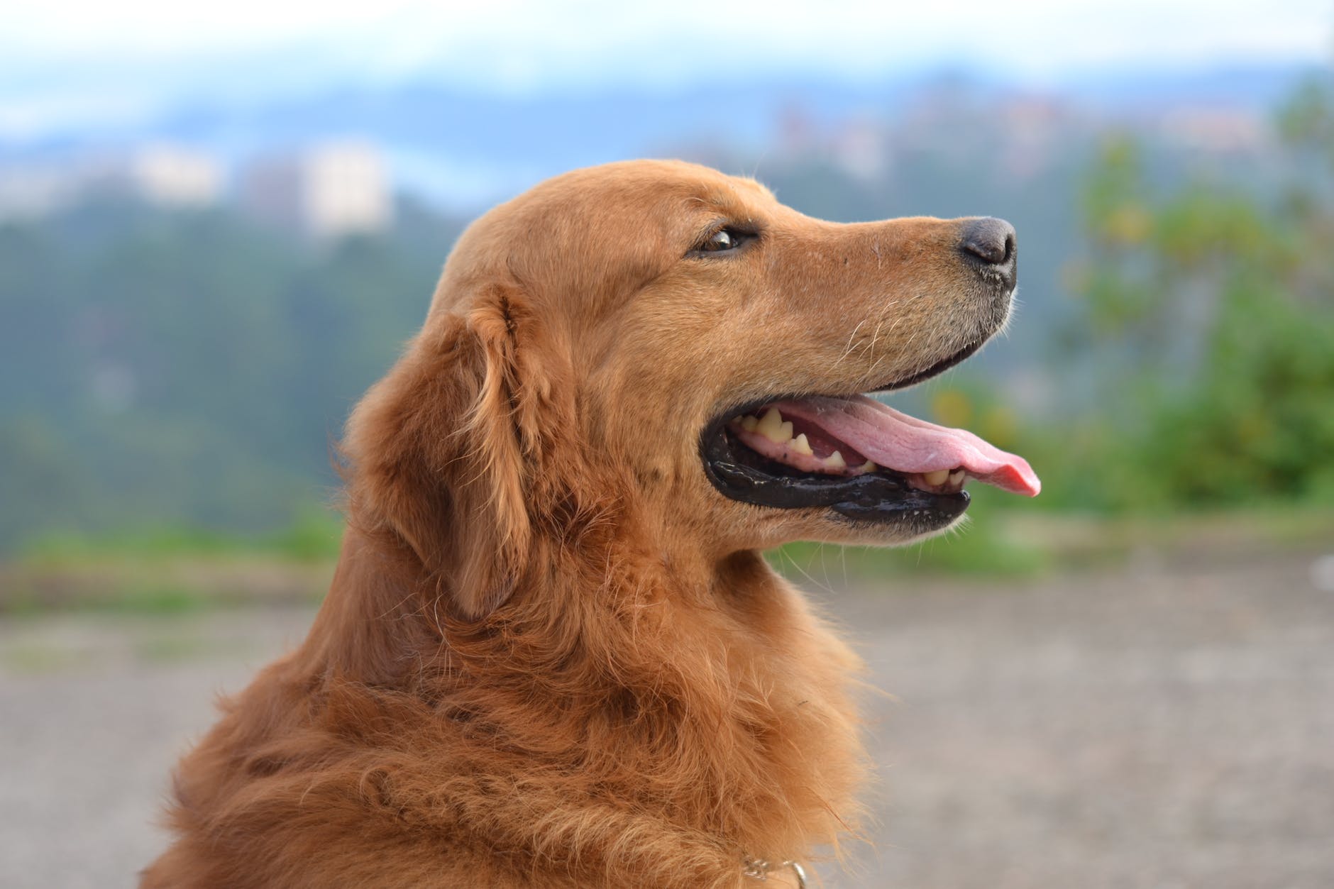 Golden Retriever