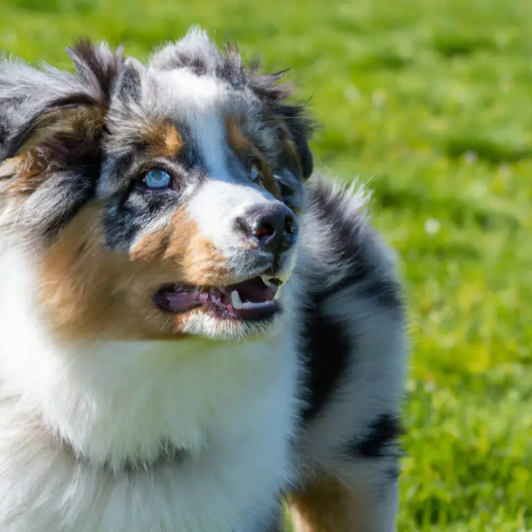 What Are The Exercise Needs Of An Australian Shepherd In An Urban Home With Access To a Dog Park?