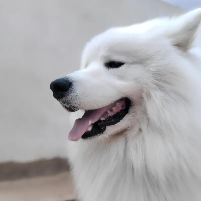 Active Samoyed outdoors.