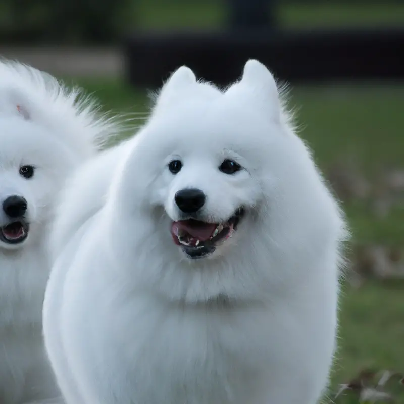 Adaptable Samoyed in apartment