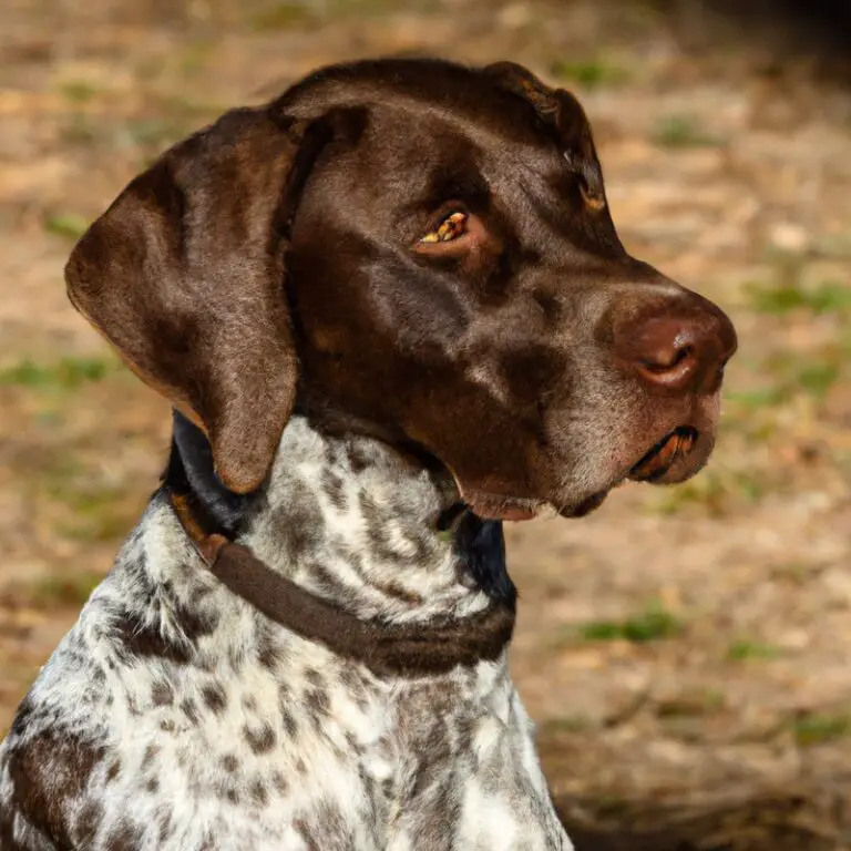 How Do I Choose The Right German Shorthaired Pointer Puppy From a Litter?