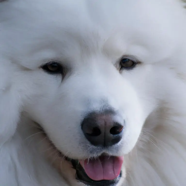 What Is The Average Price Of a Samoyed Puppy?
