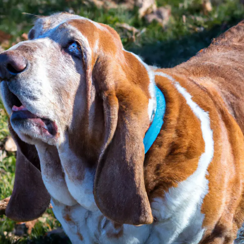 Affectionate Basset Hound.