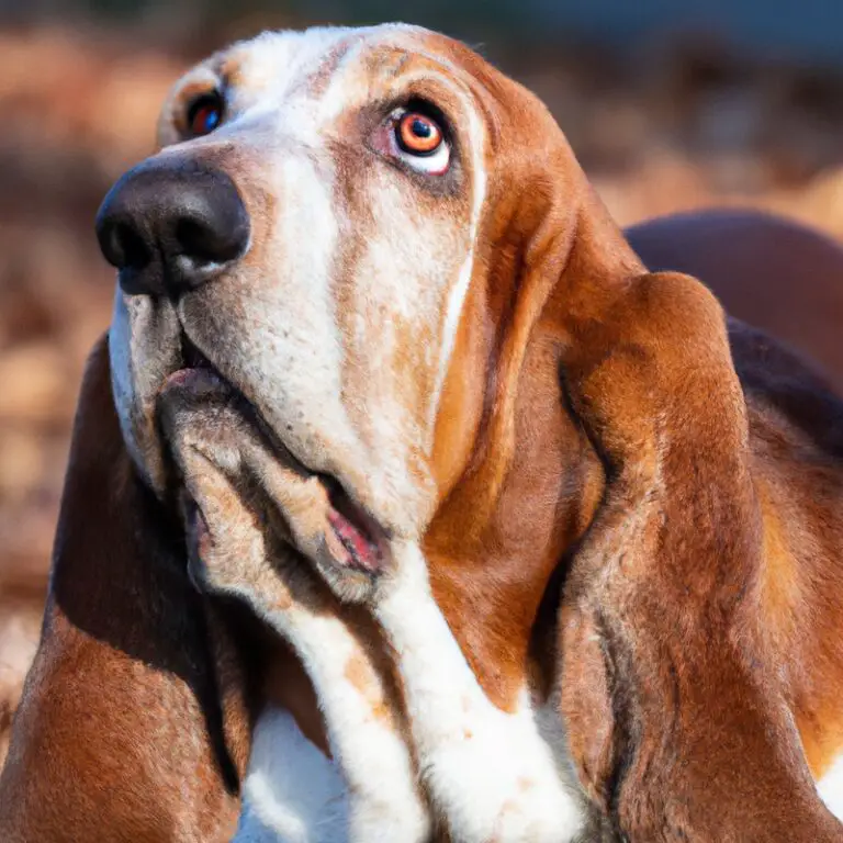Can Basset Hounds Be Trained For Agility Competitions?