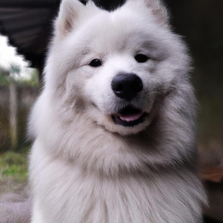 Are Samoyeds Good Guard Dogs?