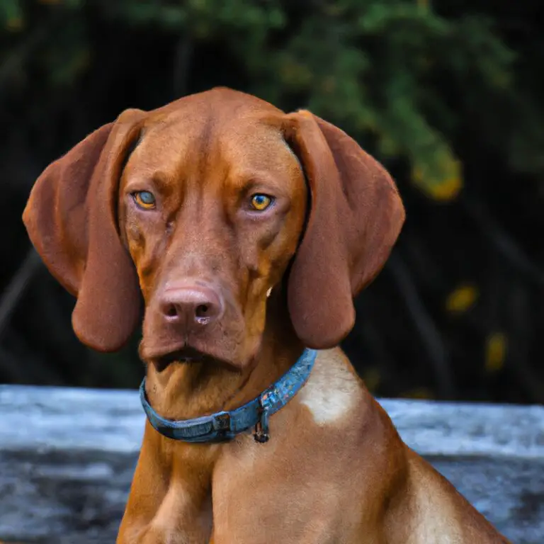 How Do I Help My Vizsla Cope With Separation Anxiety During The Workday?