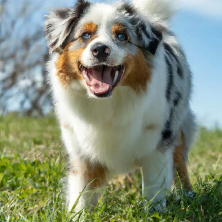 How Do Australian Shepherds Behave When Introduced To New Puppies?
