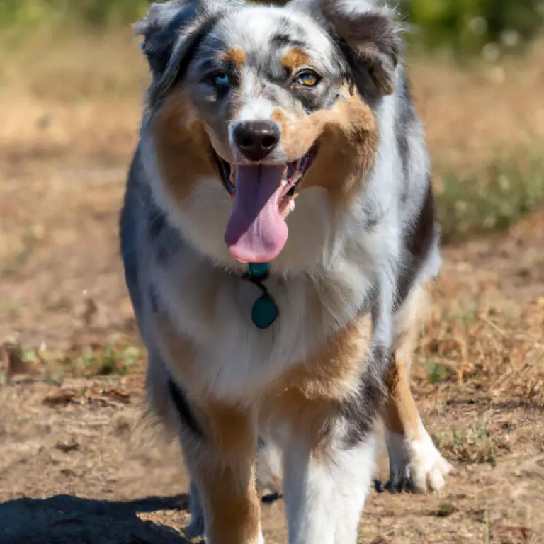 Can Australian Shepherds Be Trained To Be Good Off-Leash Hiking Companions?