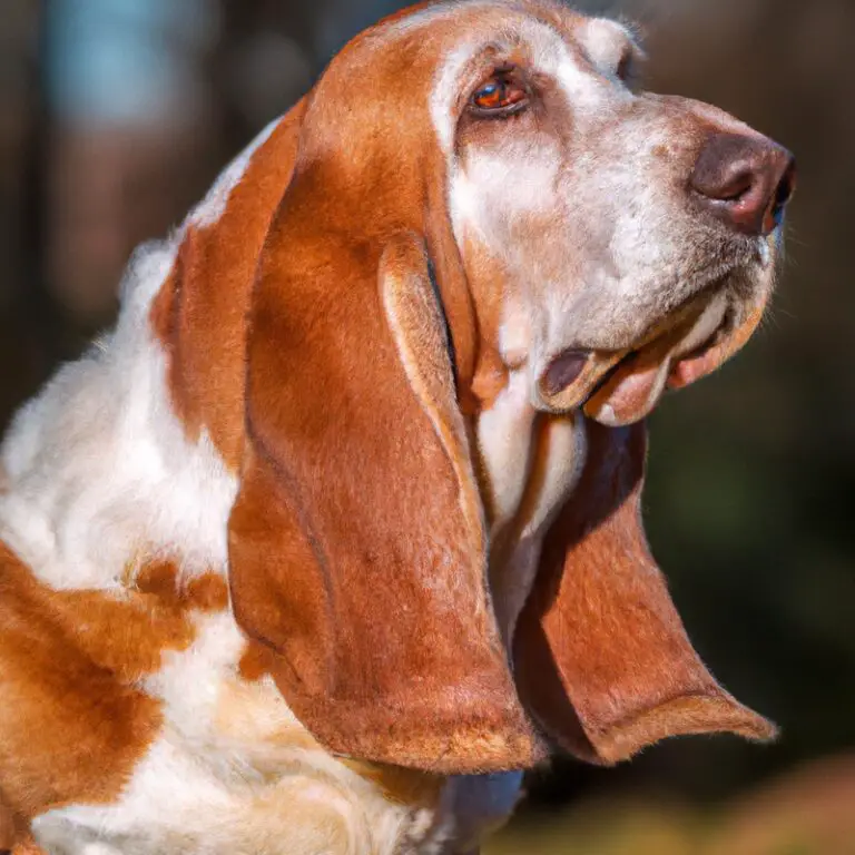 What Are Some Interesting Facts About Basset Hounds?