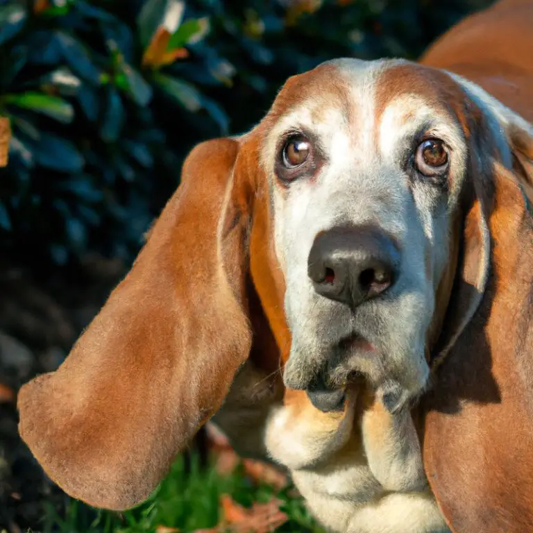 Are Basset Hounds Known For Being Good With Primates?