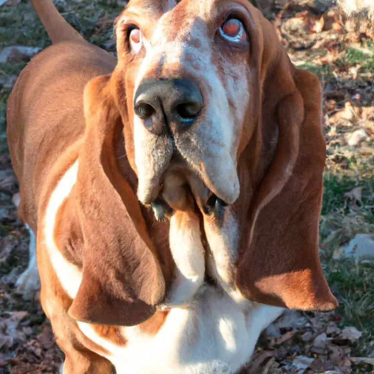 Are Basset Hounds Known For Being Good With Spiders And Insects?