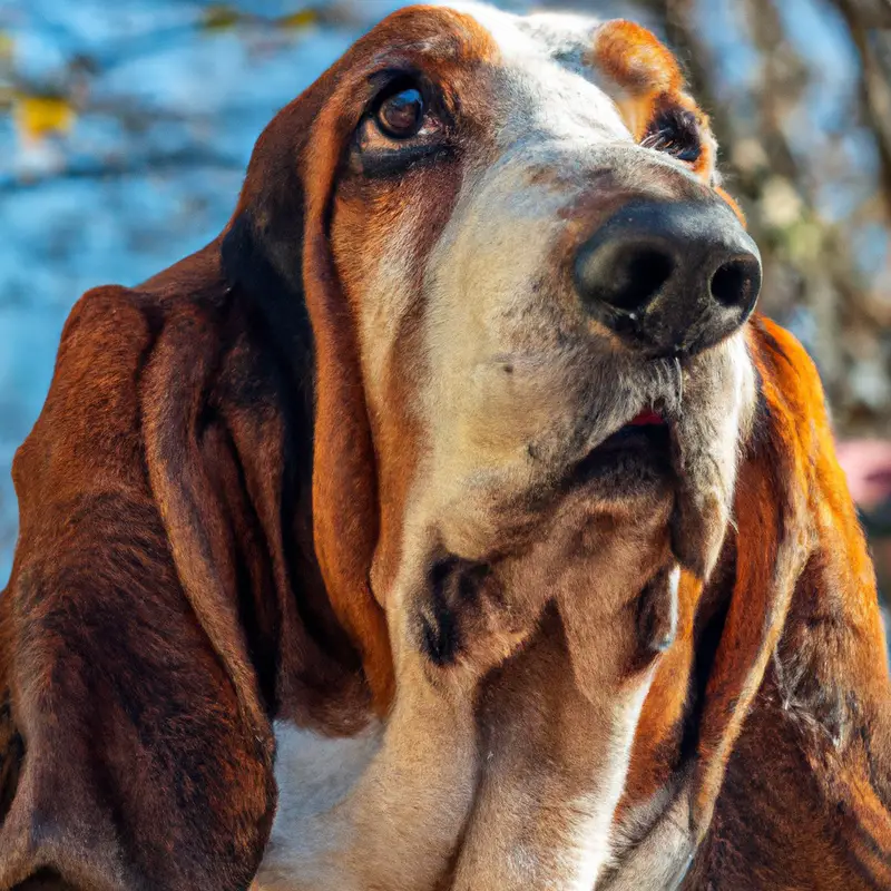 Basset Hound Surfing