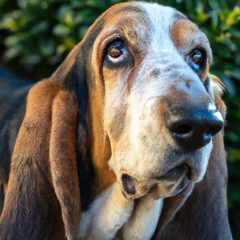 Can Basset Hounds Be Trained To Be Therapy Dogs For Individuals With Depression?
