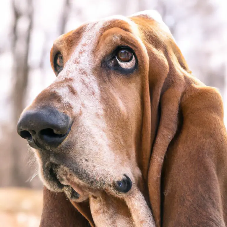 How Trainable Are Basset Hounds?