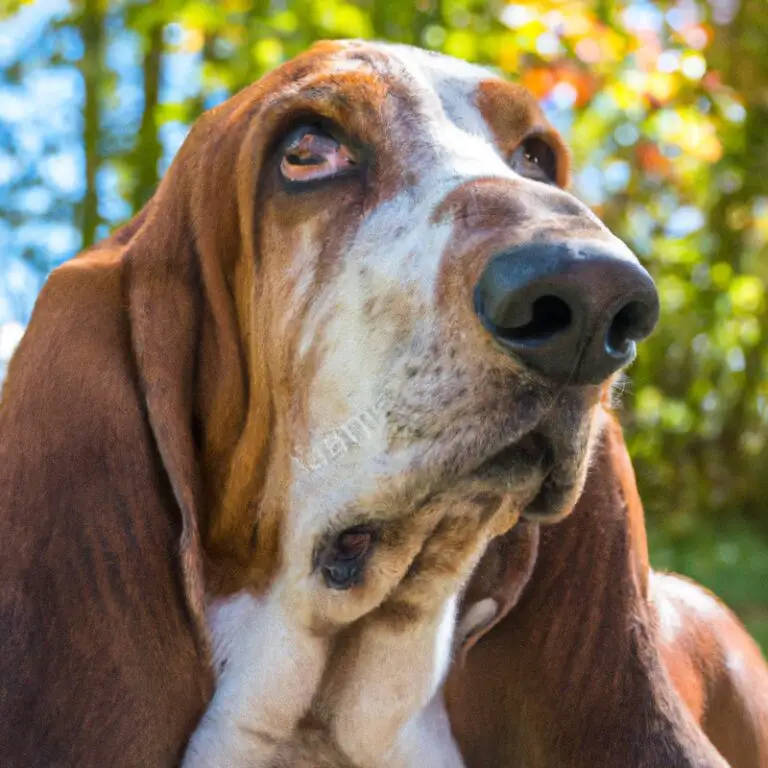 Can Basset Hounds Be Trained For Dog Backpacking?