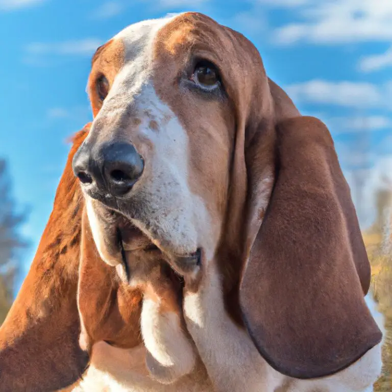 How Do Basset Hounds React To Strangers Entering Their Territory?