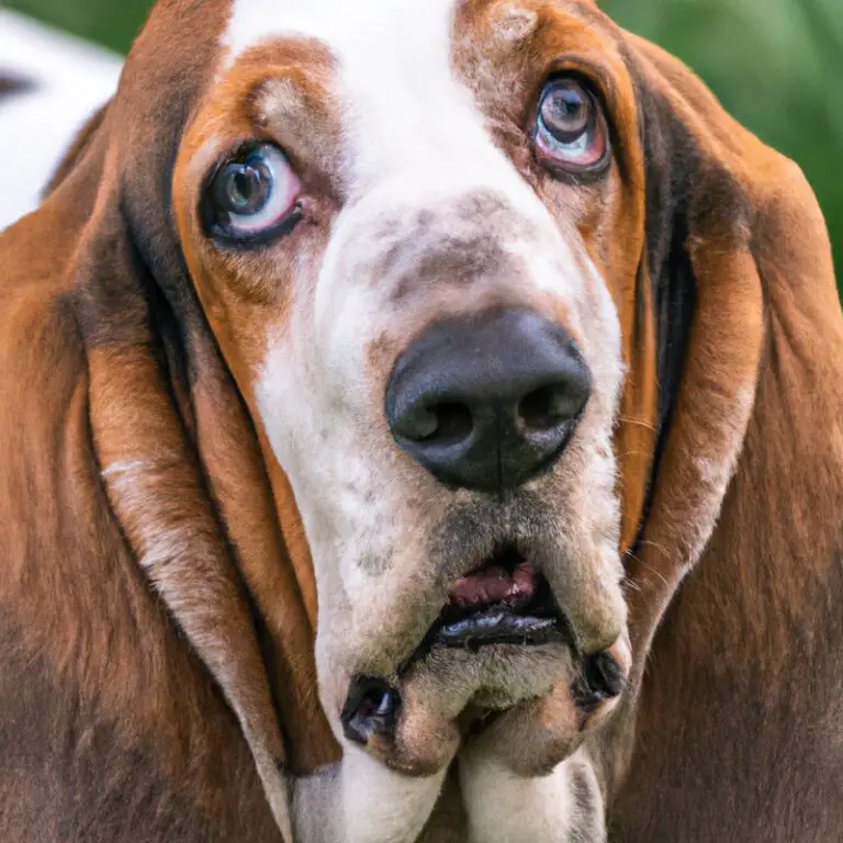 Are Basset Hounds Prone To Digging?