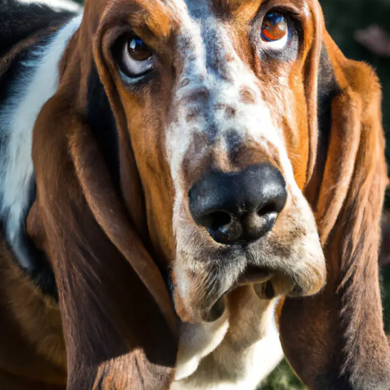 What Are The Exercise Needs Of An Adult Basset Hound?