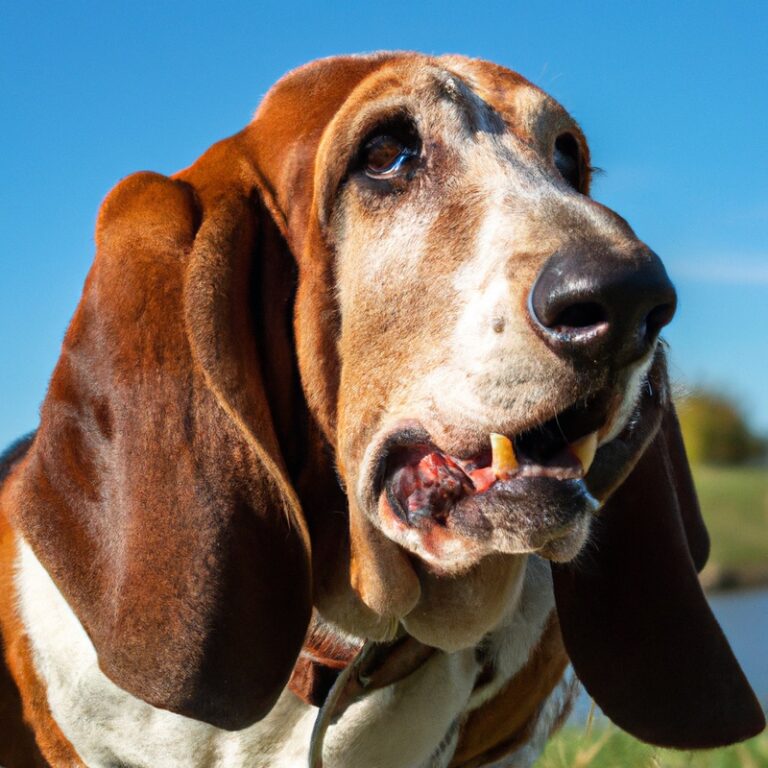 Are Basset Hounds Prone To Food Aggression?
