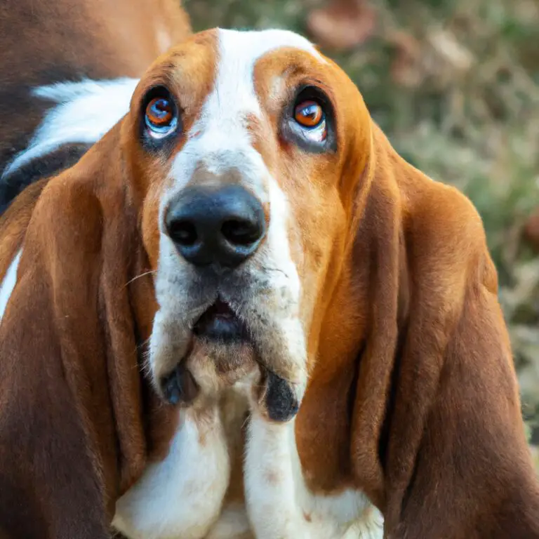 Do Basset Hounds Have a Strong Instinct To Protect Their Territory From Other Animals?