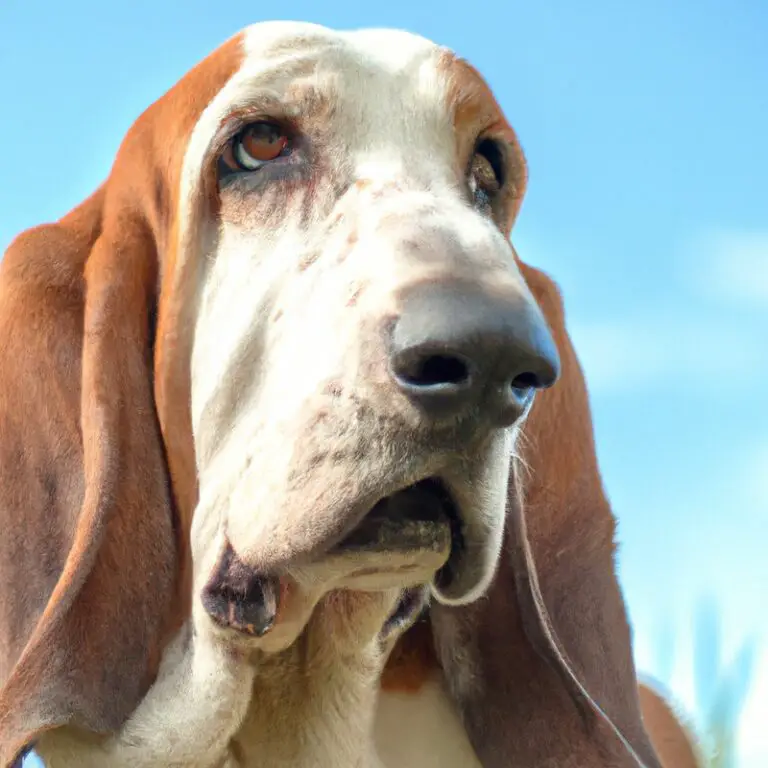 Do Basset Hounds Have a Strong Hunting Instinct?