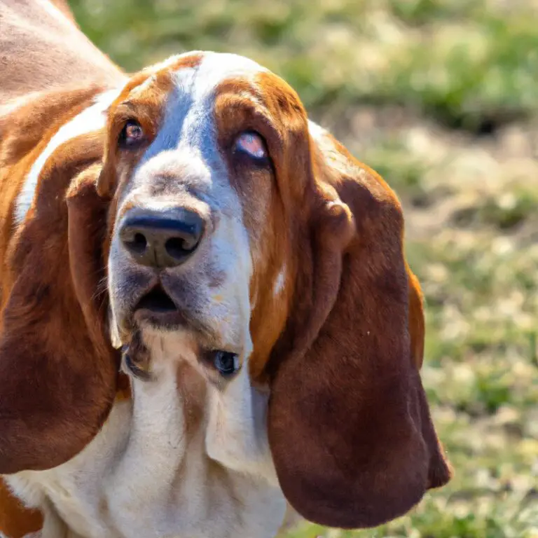 Are Basset Hounds Good For People With Small Living Spaces?