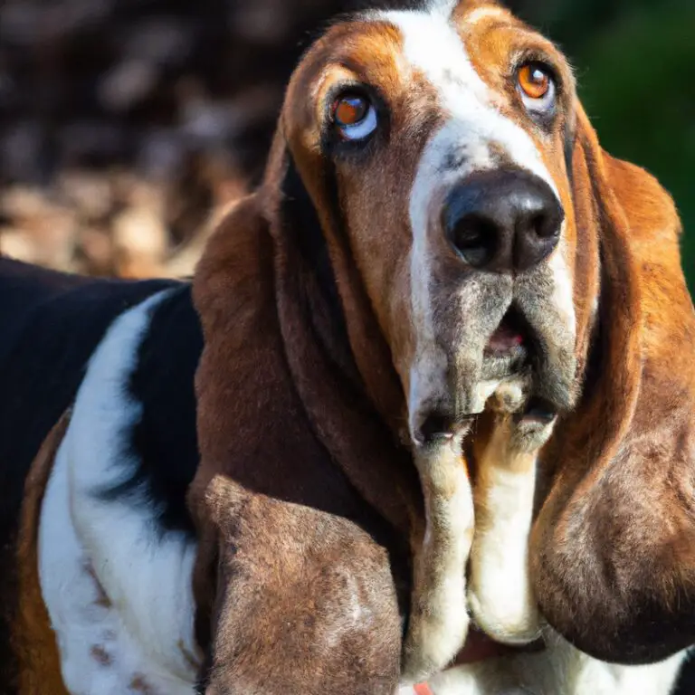 Can Basset Hounds Be Apartment Dogs?