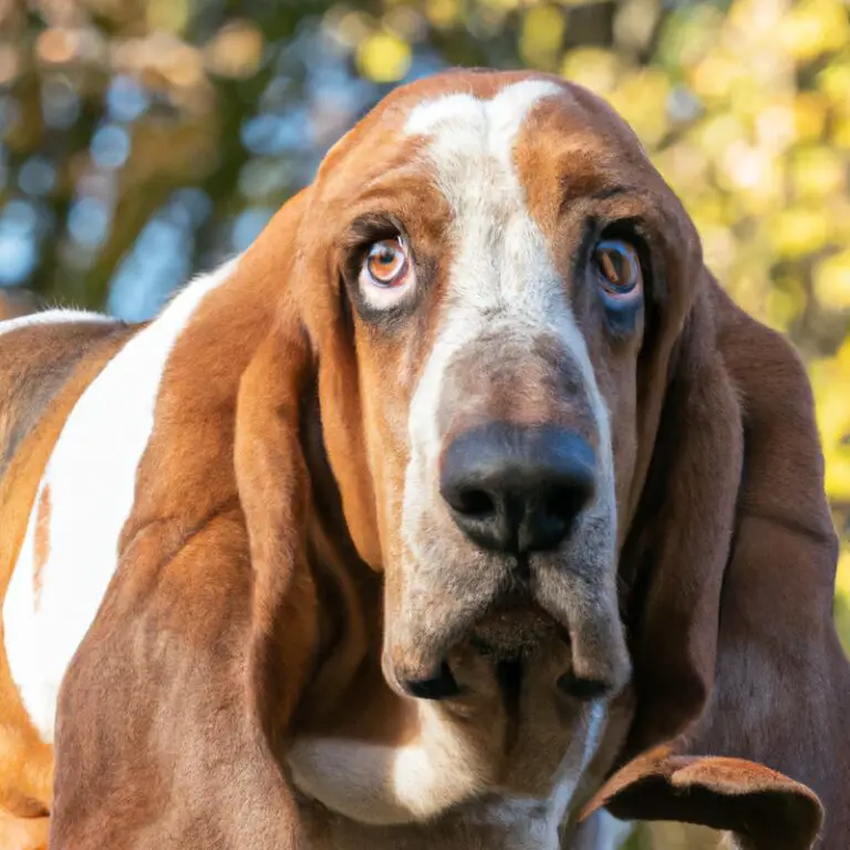 How Do Basset Hounds Handle Being Left Alone During The Day?