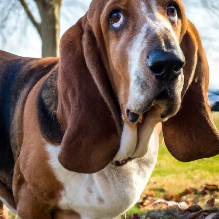 How Do Basset Hounds Handle Being Left Alone For a Remote Research Expedition?