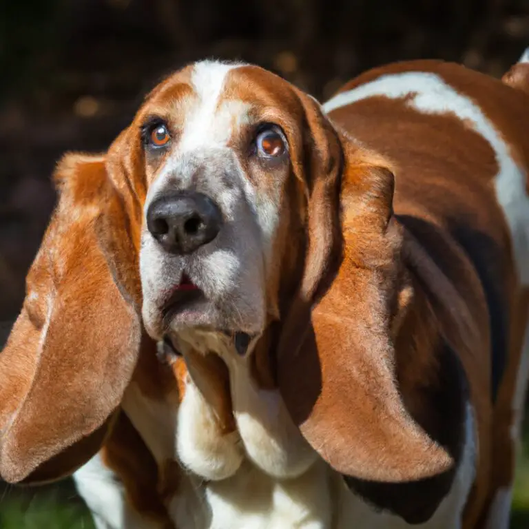 Can Basset Hounds Be Trained For Scent Work In Search And Rescue Missions On Mountains?