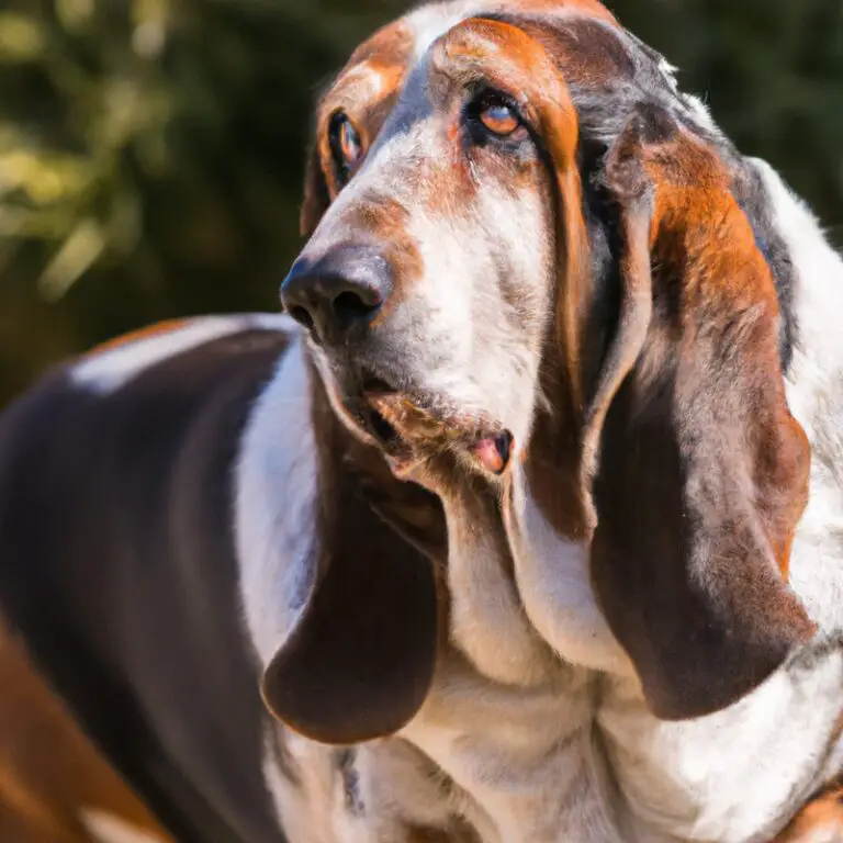 Can Basset Hounds Be Left Off-Leash In a Safe Area?