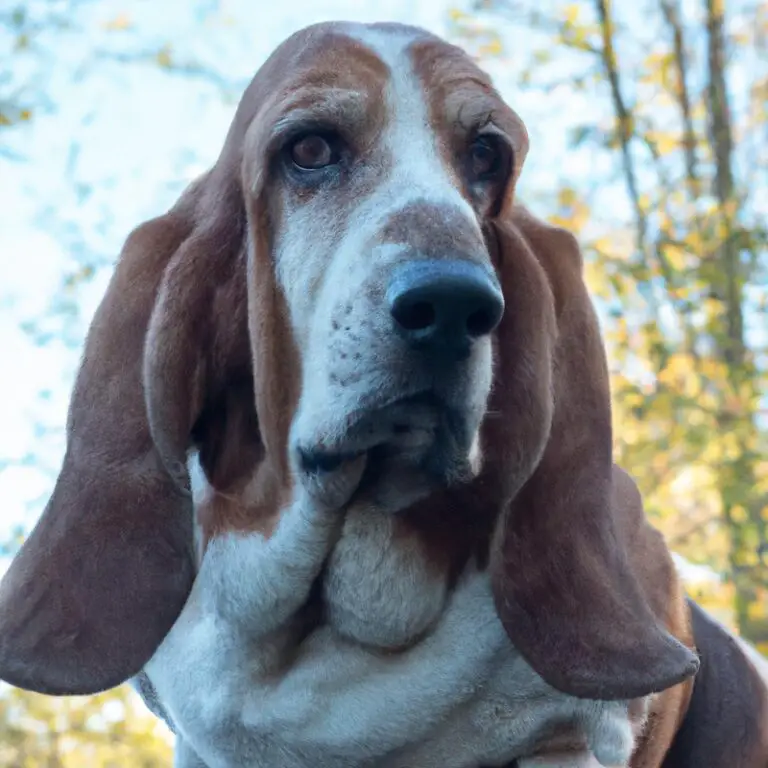 Can Basset Hounds Be Aggressive Towards Other Dogs?