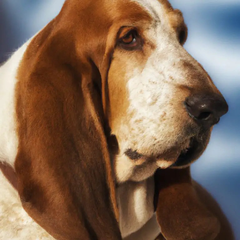 Can Basset Hounds Be Trained For Protection Work?