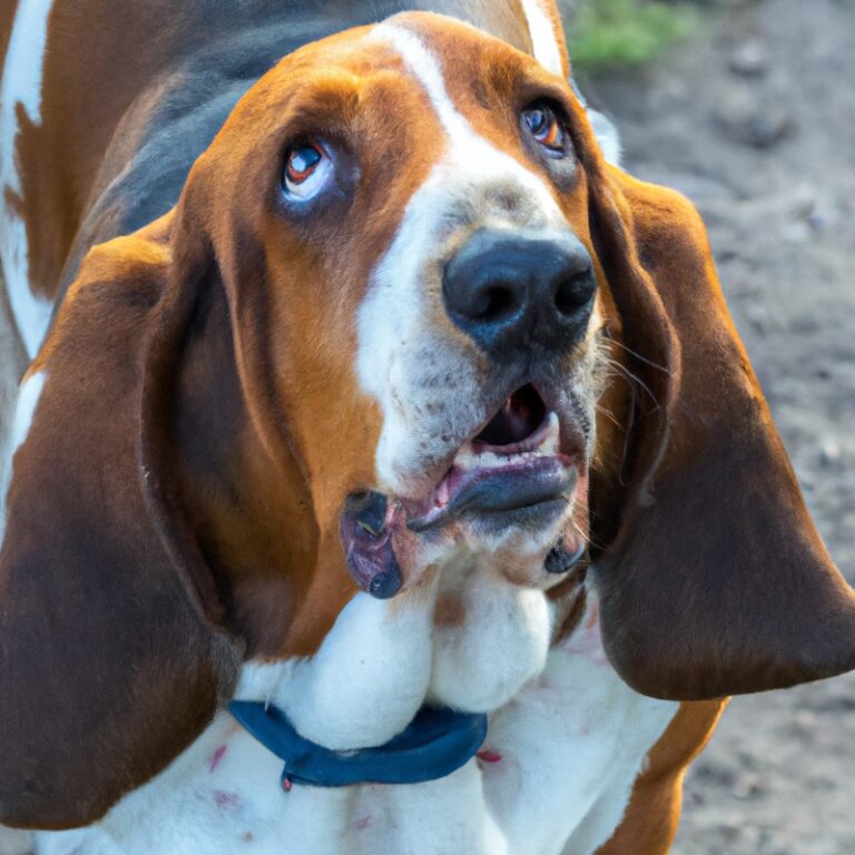 How Do Basset Hounds Handle Being Left Alone For Vacation?