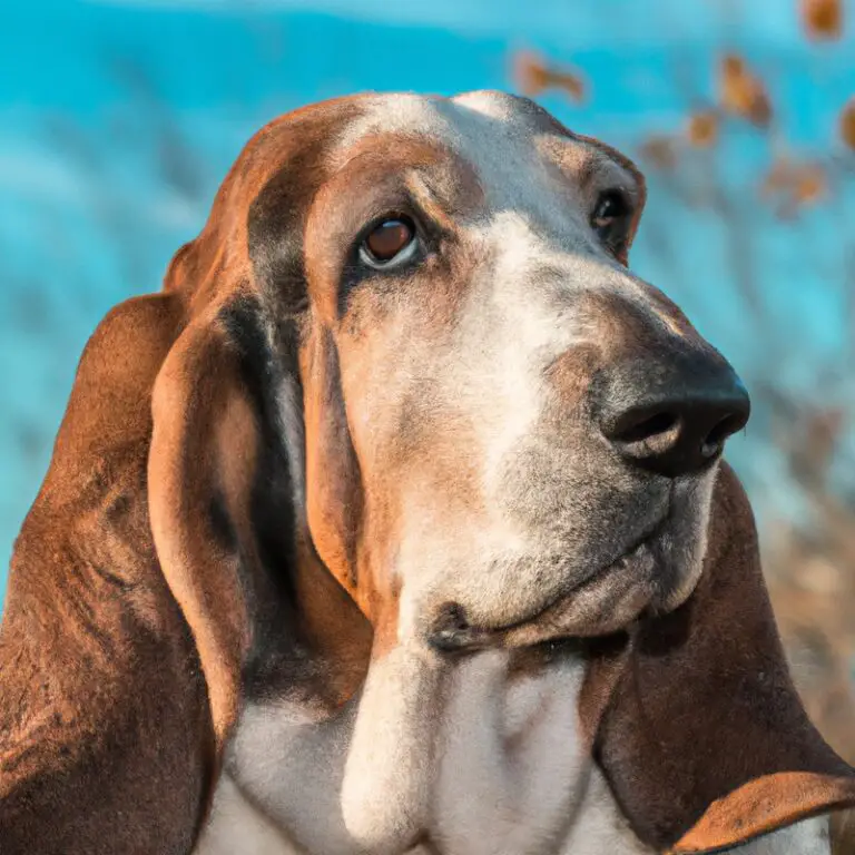 What Are The Exercise Needs Of a Basset Hound Living In a Remote Wilderness Area?