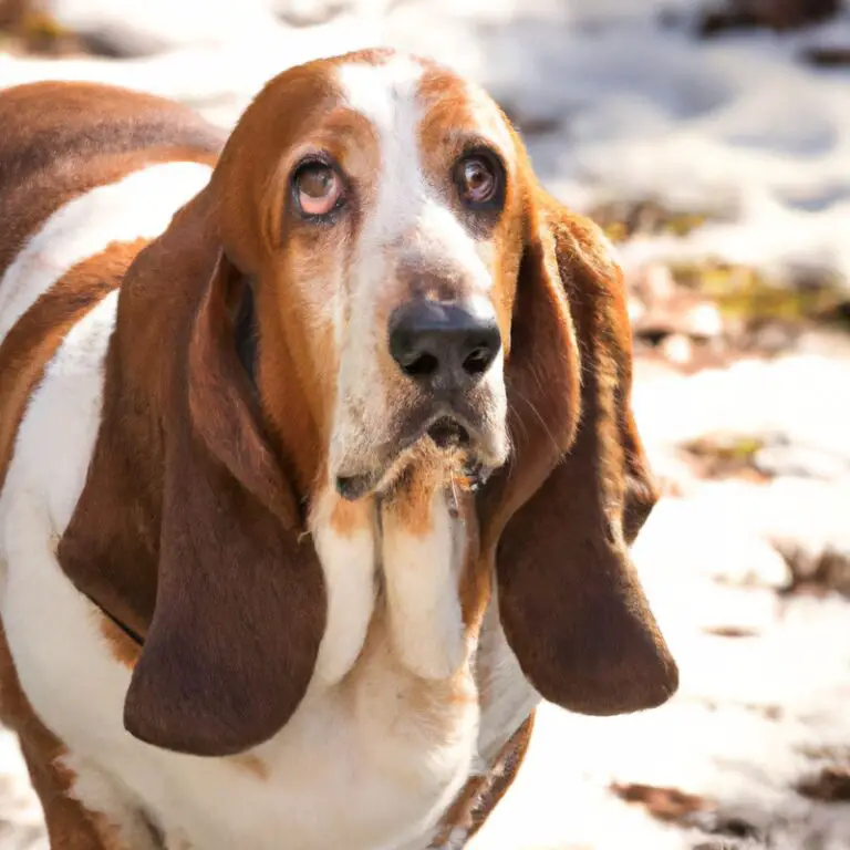 Can Basset Hounds Be Trained For Scent Work In Explosive Detection?