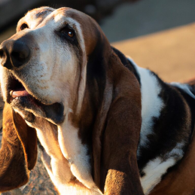 Can Basset Hounds Be Trained To Be Show Dogs?