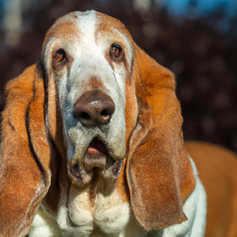 How Do Basset Hounds Handle Being Left Alone For a Year-Long Scientific Research Project?
