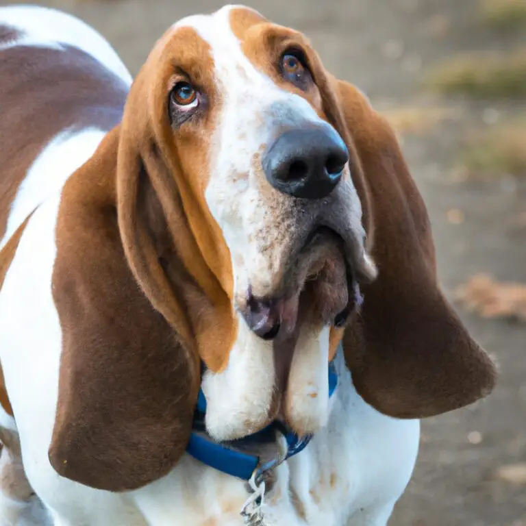 How Do Basset Hounds Behave Around Other Dogs?