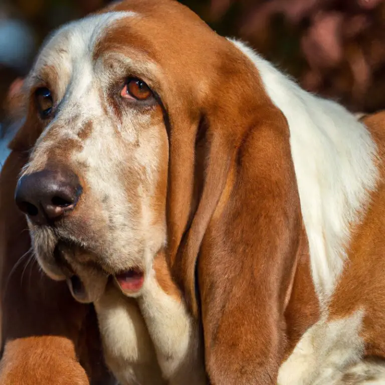 Do Basset Hounds Have a Strong Desire For Human Companionship?