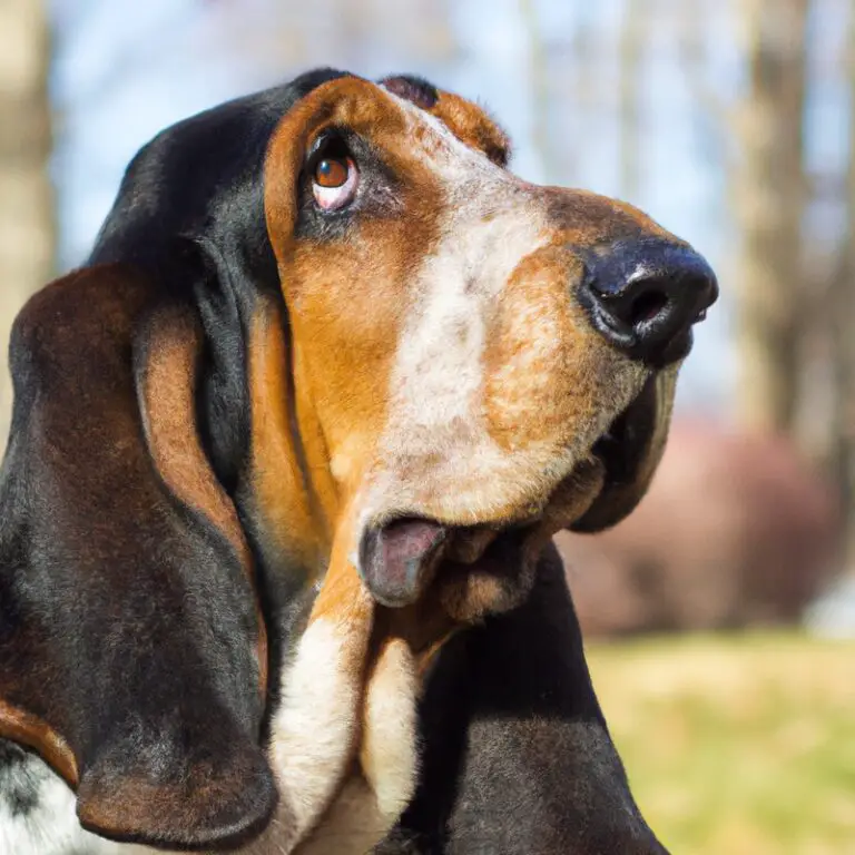Do Basset Hounds Have a Strong Sense Of Smell?