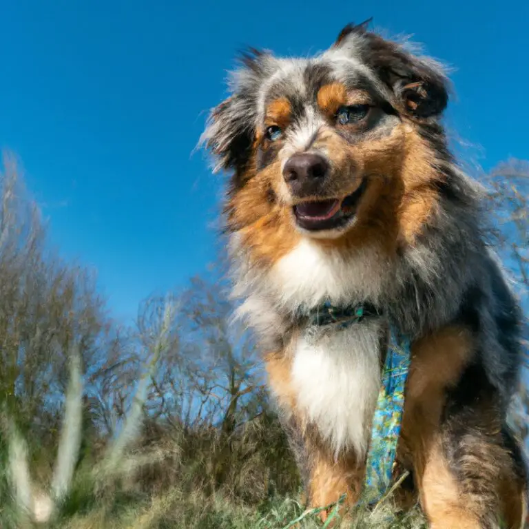 Can Australian Shepherds Be Trained To Be Competitive In Rally Obedience?