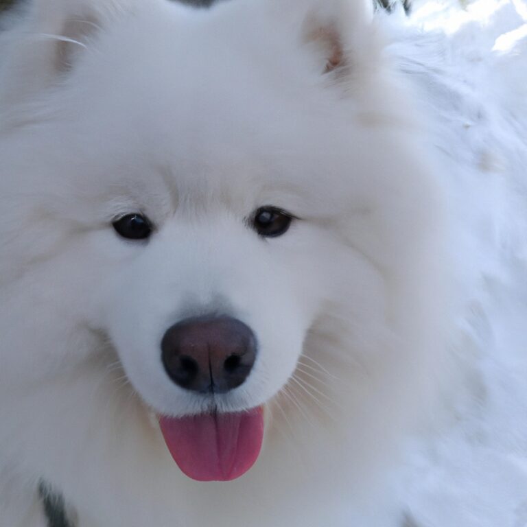 Can Samoyeds Be Trained For Competitive Herding Trials?