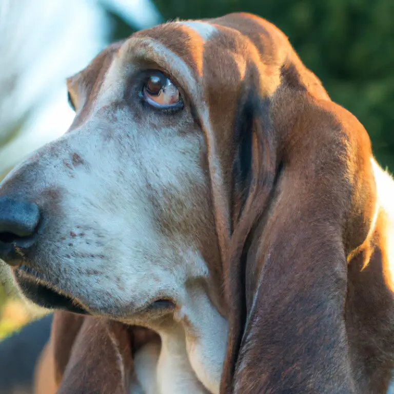 Are Basset Hounds Prone To Separation Anxiety?