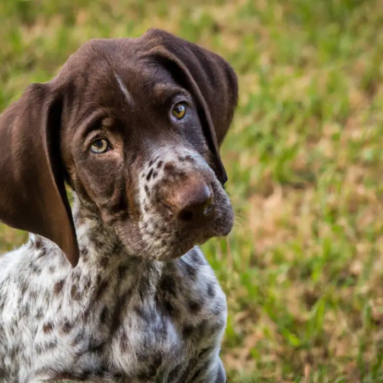 What Are The Signs Of a German Shorthaired Pointer Being Anxious Or Fearful?