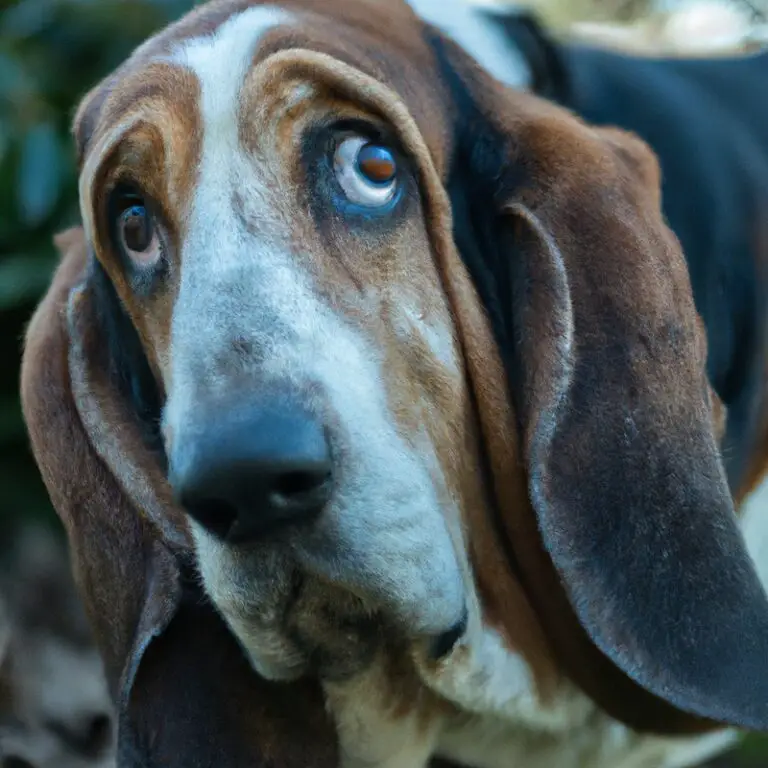 Can Basset Hounds Be Trained To Be Off-Leash Reliable?
